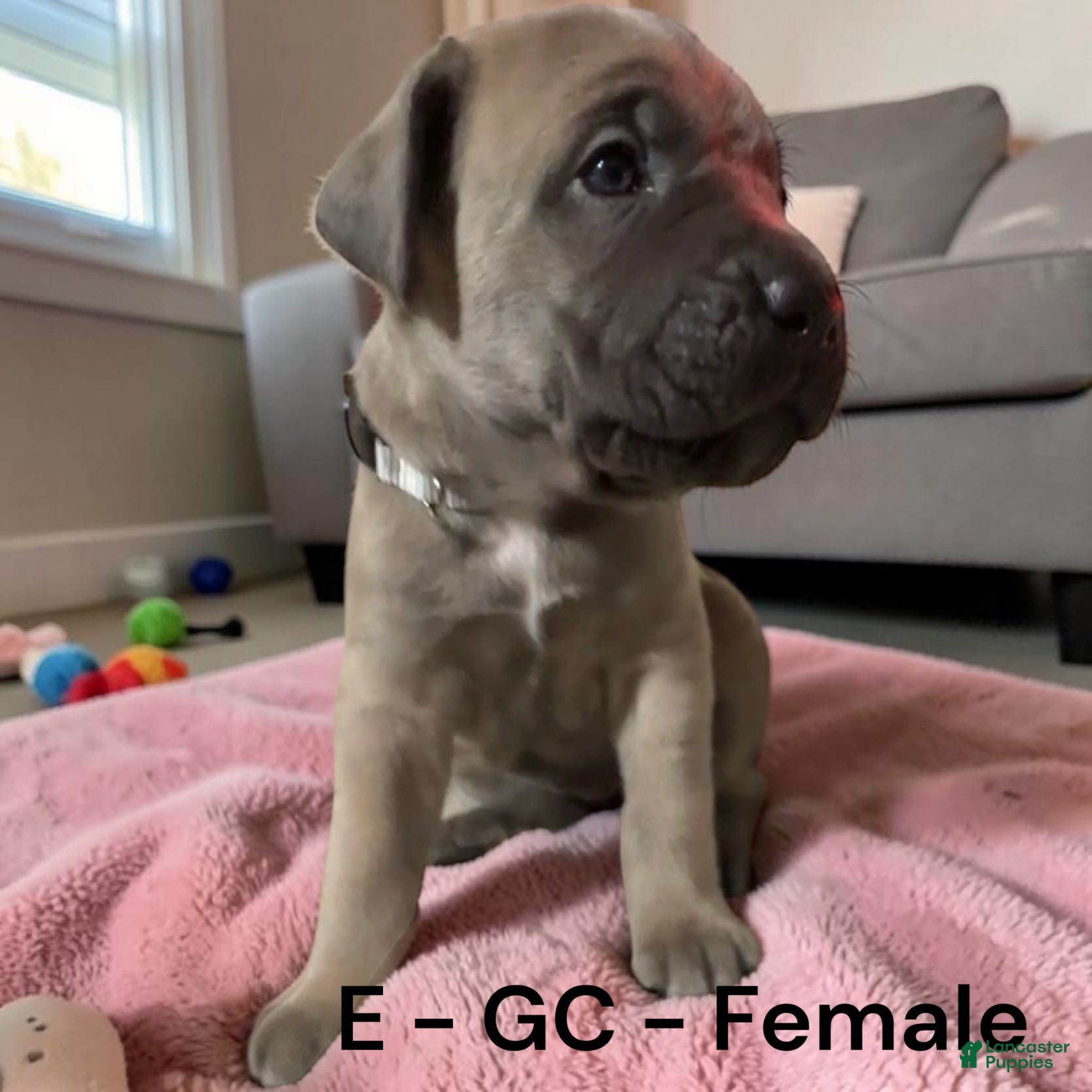 Cane Corso dogs for sale: Cane Corso gray - Ad 4