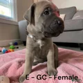 Cane Corso gray