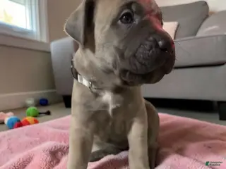 Cane Corso dogs for sale: Cane Corso gray - Ad 4