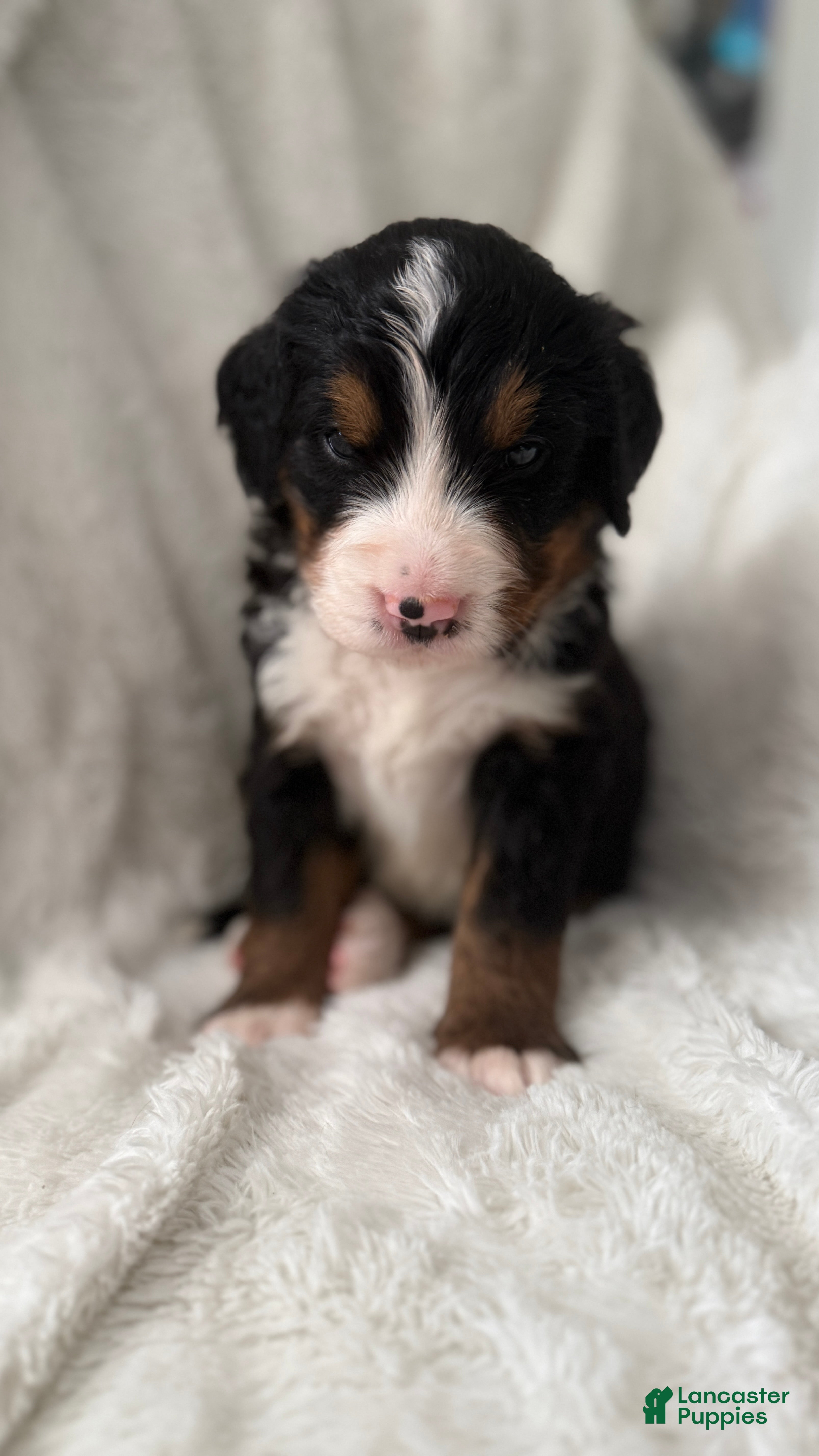 Bernese Mountain Dog dogs Orange Boy - Ad 1