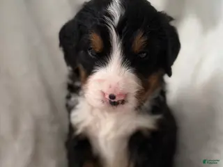 Bernese Mountain Dog dogs for sale: Orange Boy - Ad 2