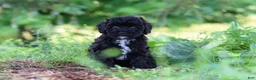 Havapoo dogs for sale: Riley - Ad 7