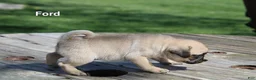 Pug dogs for sale: Ford - Ad 3