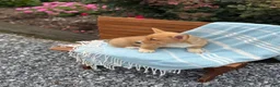 Welsh Corgi Pembroke dogs for sale: Jasper - Ad 5