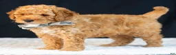 Mini Goldendoodle dogs for sale: Samson - Ad 3