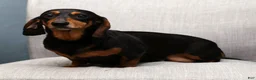 Miniature Dachshund dogs for sale: Jenny - Ad 10