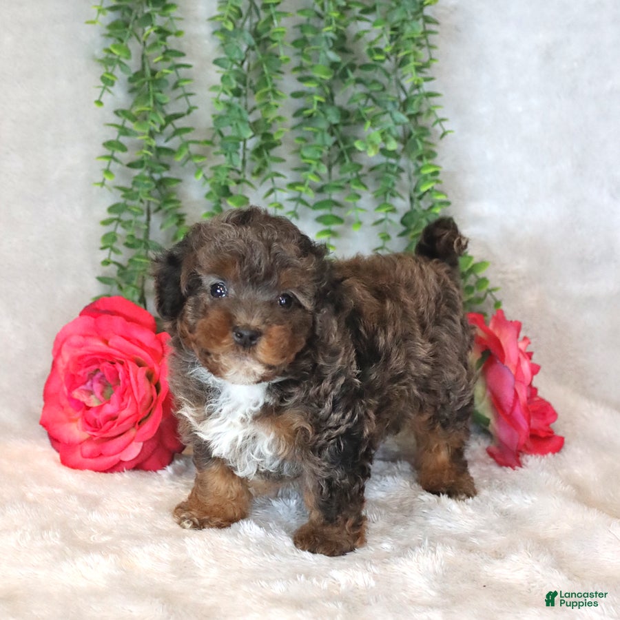 Havapoo dogs Logan - Ad 2