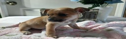 Chihuahua dogs for sale: Chihuahua Puppy 2 Marcy - Ad 1