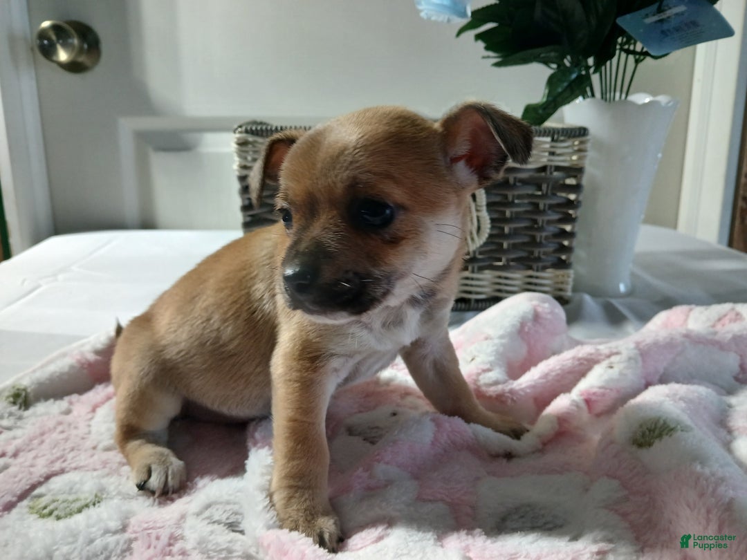 Chihuahua dogs for sale: Chihuahua Puppy 2 Marcy - Ad 1