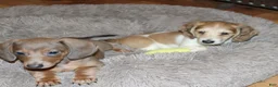 Miniature Dachshund dogs for sale: Whyatt - Ad 9