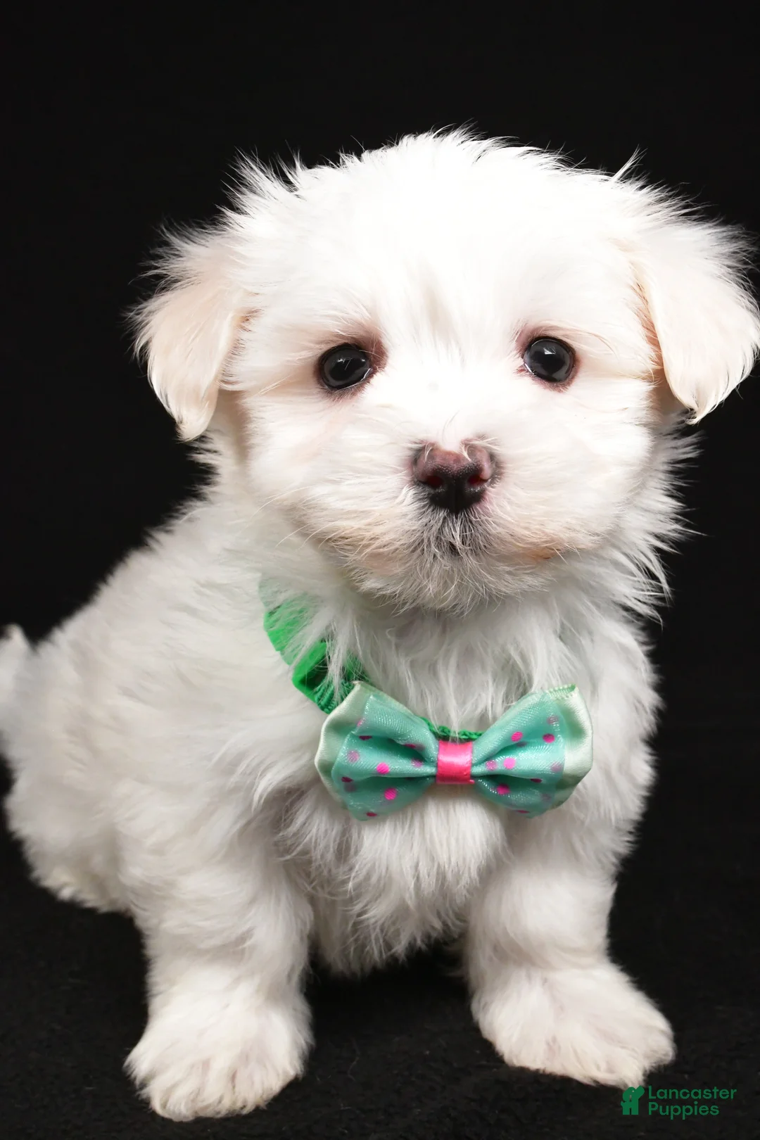 Maltese dogs for sale: Montgomery - Ad 5