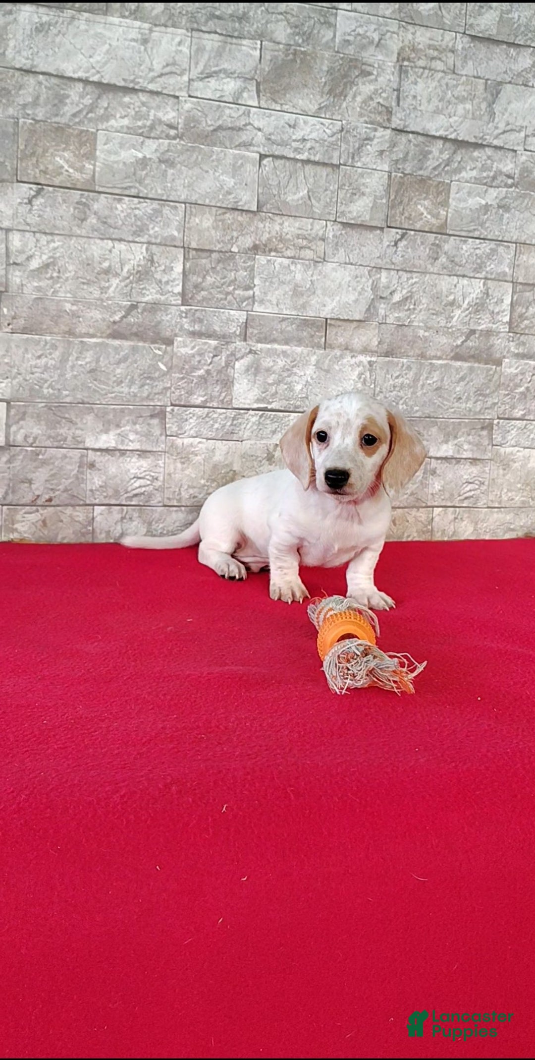 Miniature Dachshund dogs for sale: Frankie - Ad 2