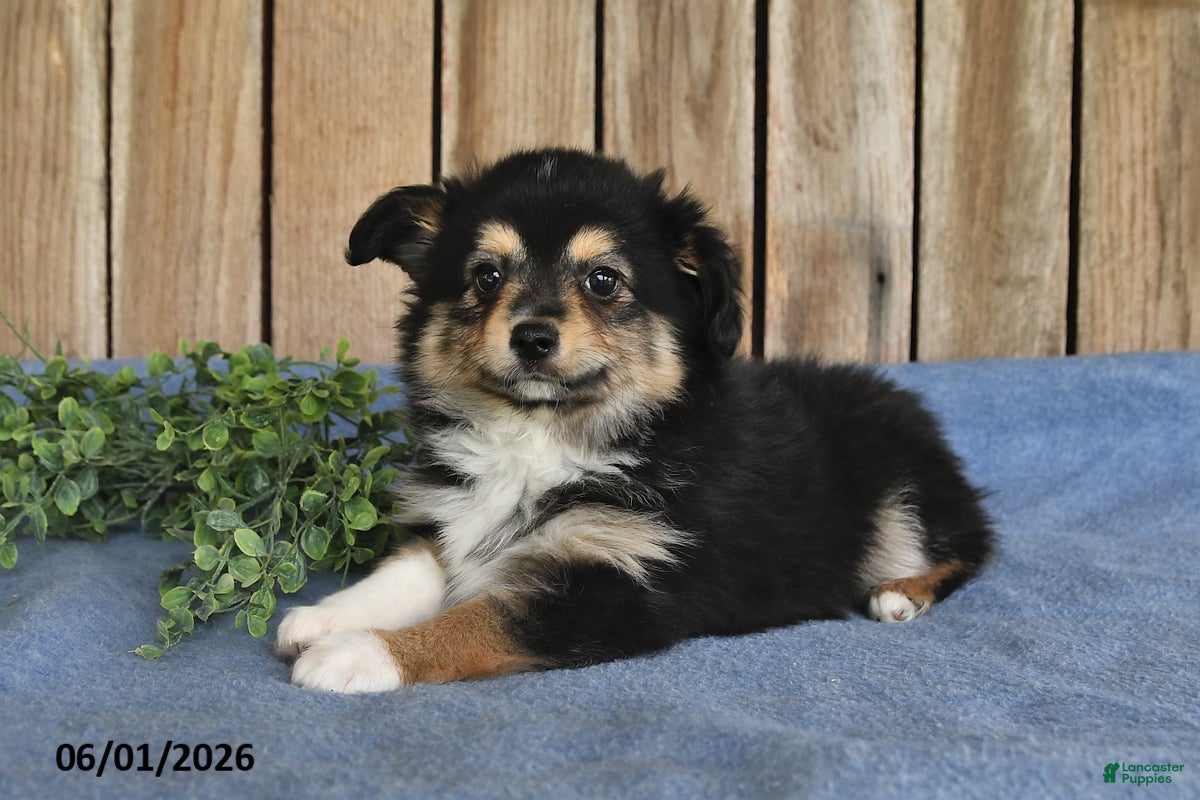 Miniature Australian Shepherd dogs Max - Ad 1