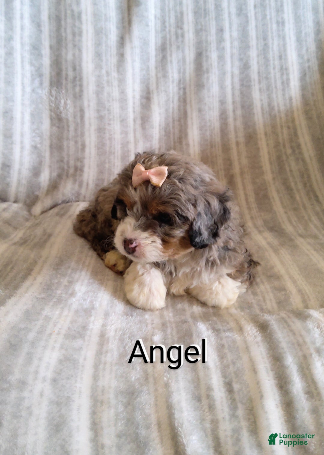 Mini Bernedoodle dogs for sale:  Angel  - Ad 10