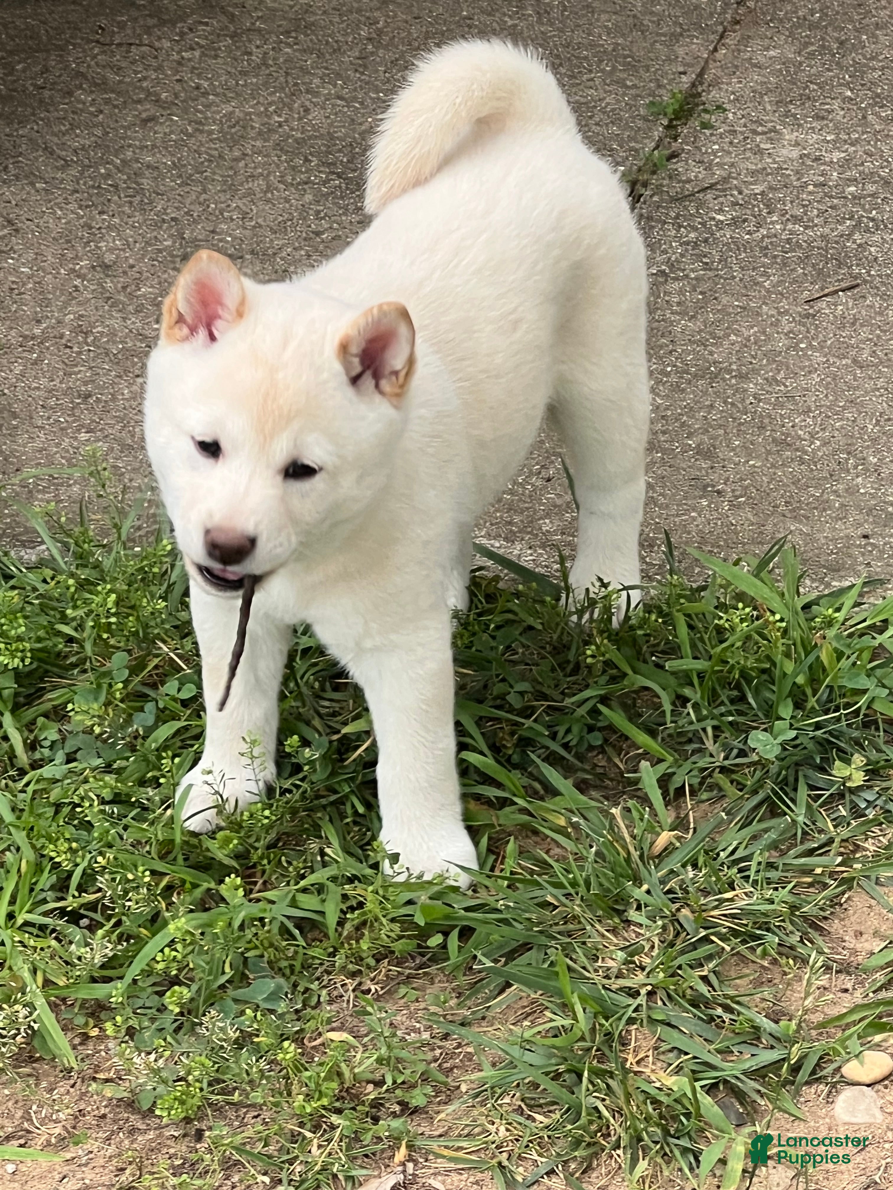 Shiba Inu dogs Haru - Ad 38