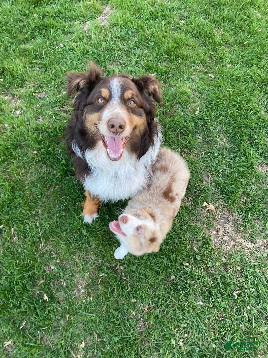 Gallery Image {{count}}