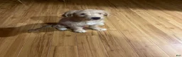 Mini Goldendoodle dogs for sale: Mini Goldendoodle Puppy Male - Ad 4