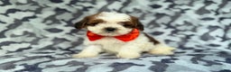 Shihpoo dogs for sale: Chestnut - Ad 1