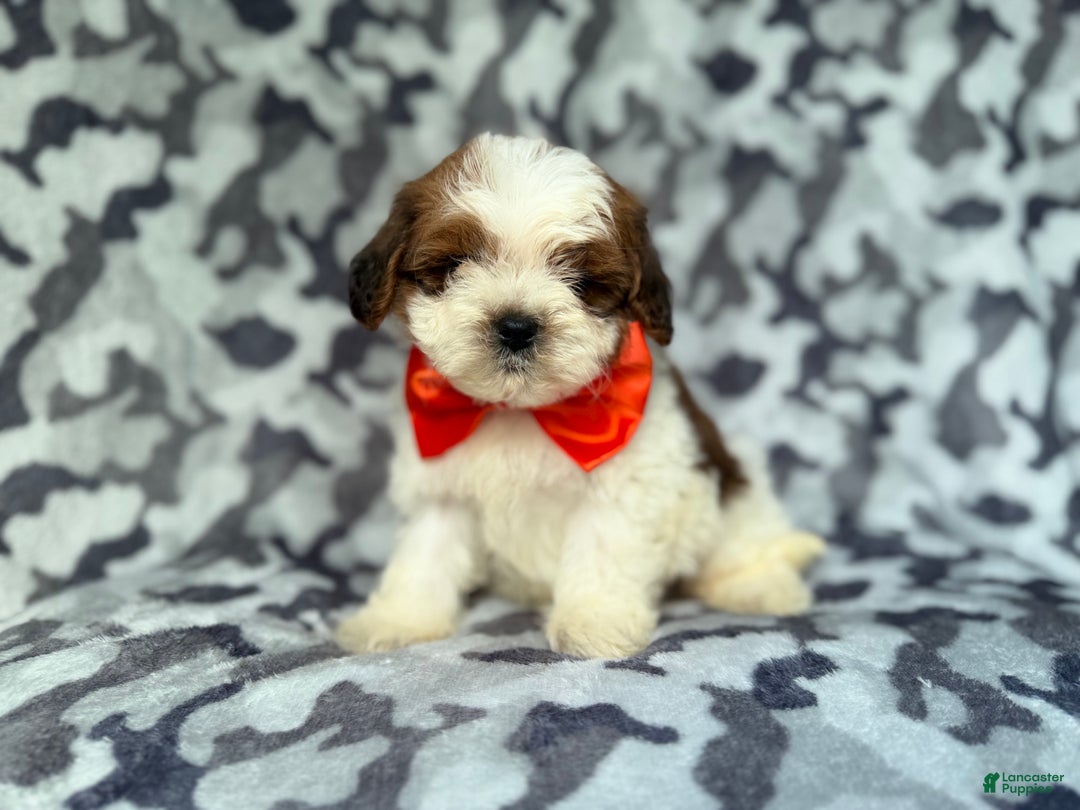 Shihpoo dogs for sale: Chestnut - Ad 1