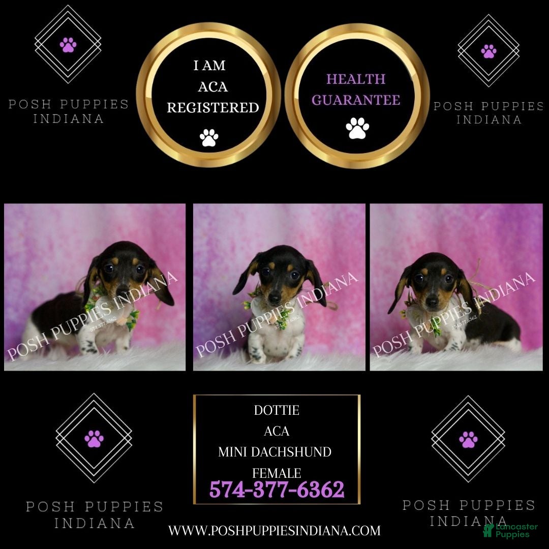 Miniature Dachshund dogs for sale: Dottie - Ad 2
