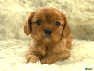 Cavalier King Charles Spaniel dogs for sale: Peter - Ad 2