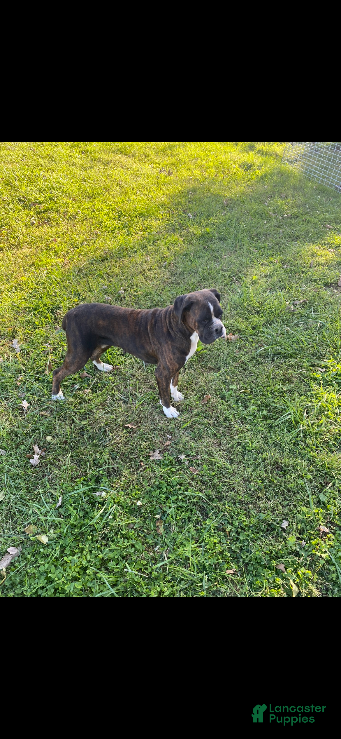 Boxer dogs Boxer Puppy 2 - Ad 2