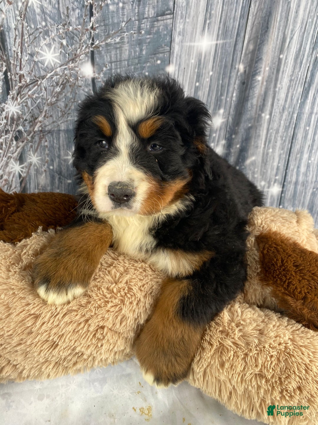 Bernese Mountain Dog dogs for sale: Trixie - Ad 5