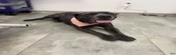 Cane Corso dogs for sale: Bear - Ad 3