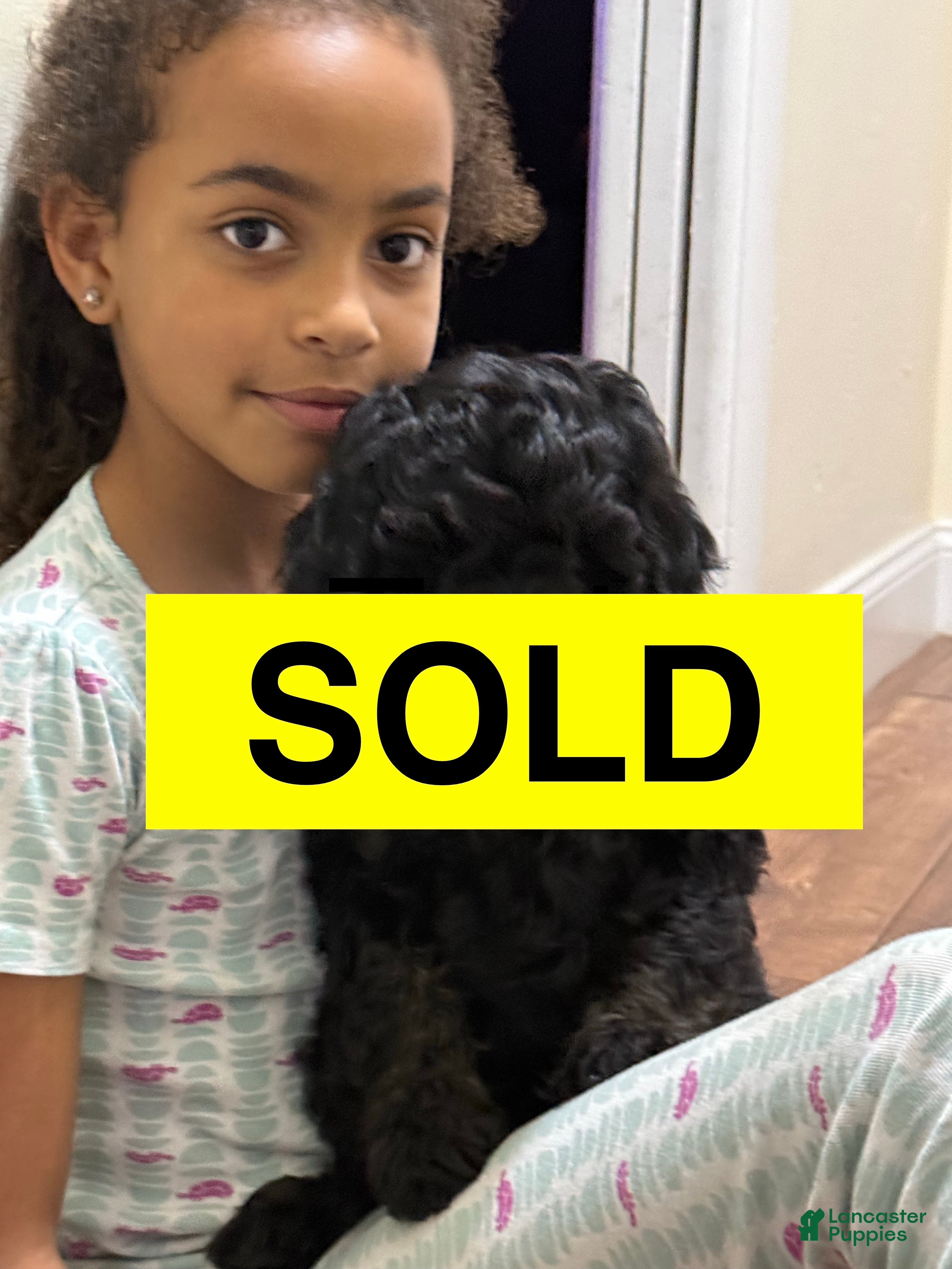 Mini Goldendoodle dogs Mini Goldendoodle Puppy 2 - Ad 1