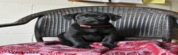 Labrador Retriever dogs for sale: Bear - Ad 5