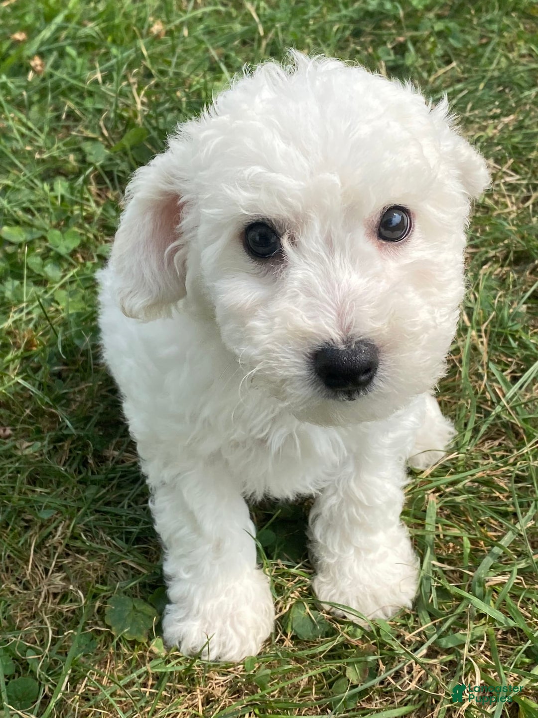 Bichon Frise dogs for sale: Blu - Ad 5