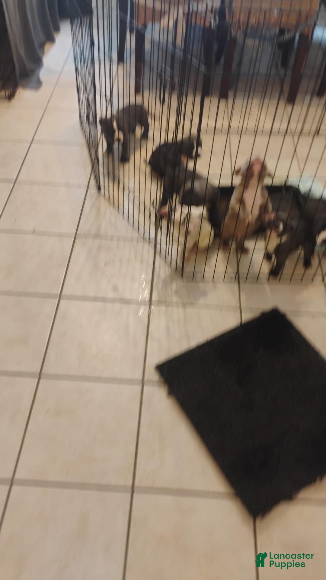 American Bully dogs American Bully 1 - Ad 18