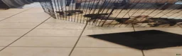 American Bully dogs for sale: American Bully 1 - Ad 1