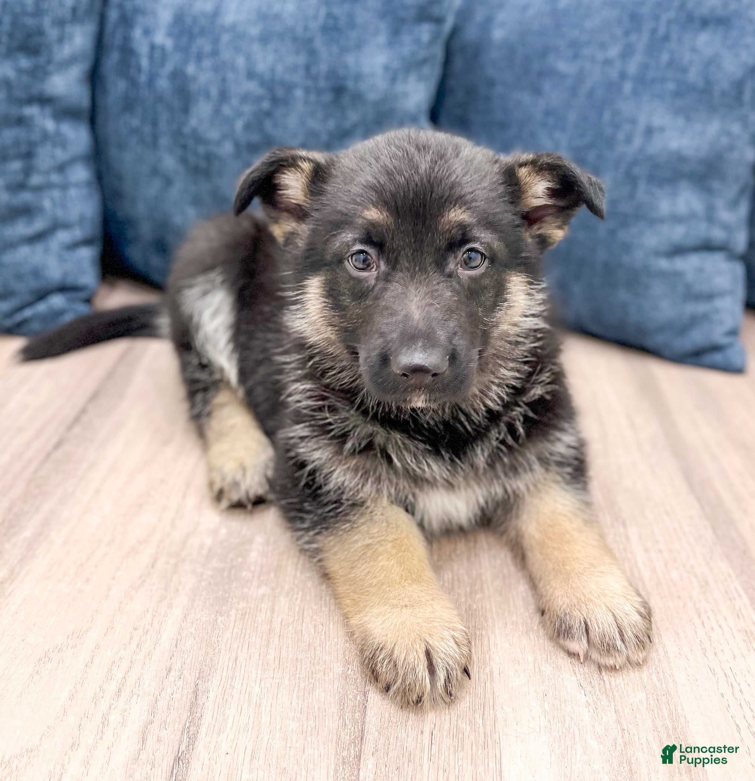 German Shepherd dogs Tucker - Ad 2