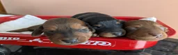 Dachshund dogs for sale: Dachshund Puppy 2 - Ad 2