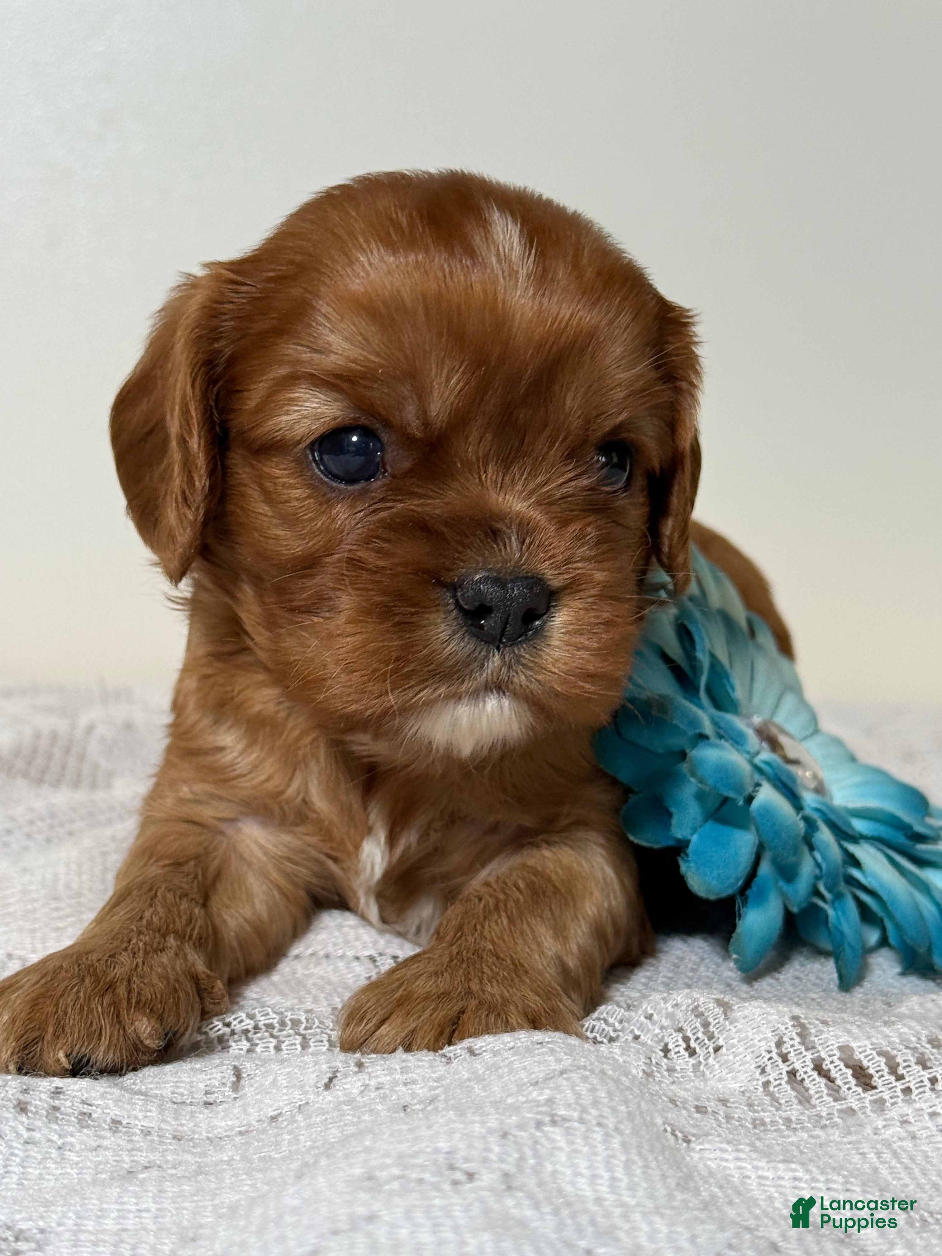 Cavalier King Charles Spaniel dogs Sunny Cavalier King Charles Spaniel  - Ad 1