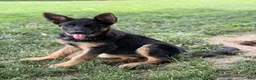 German Shepherd dogs for sale: Raven - Ad 3