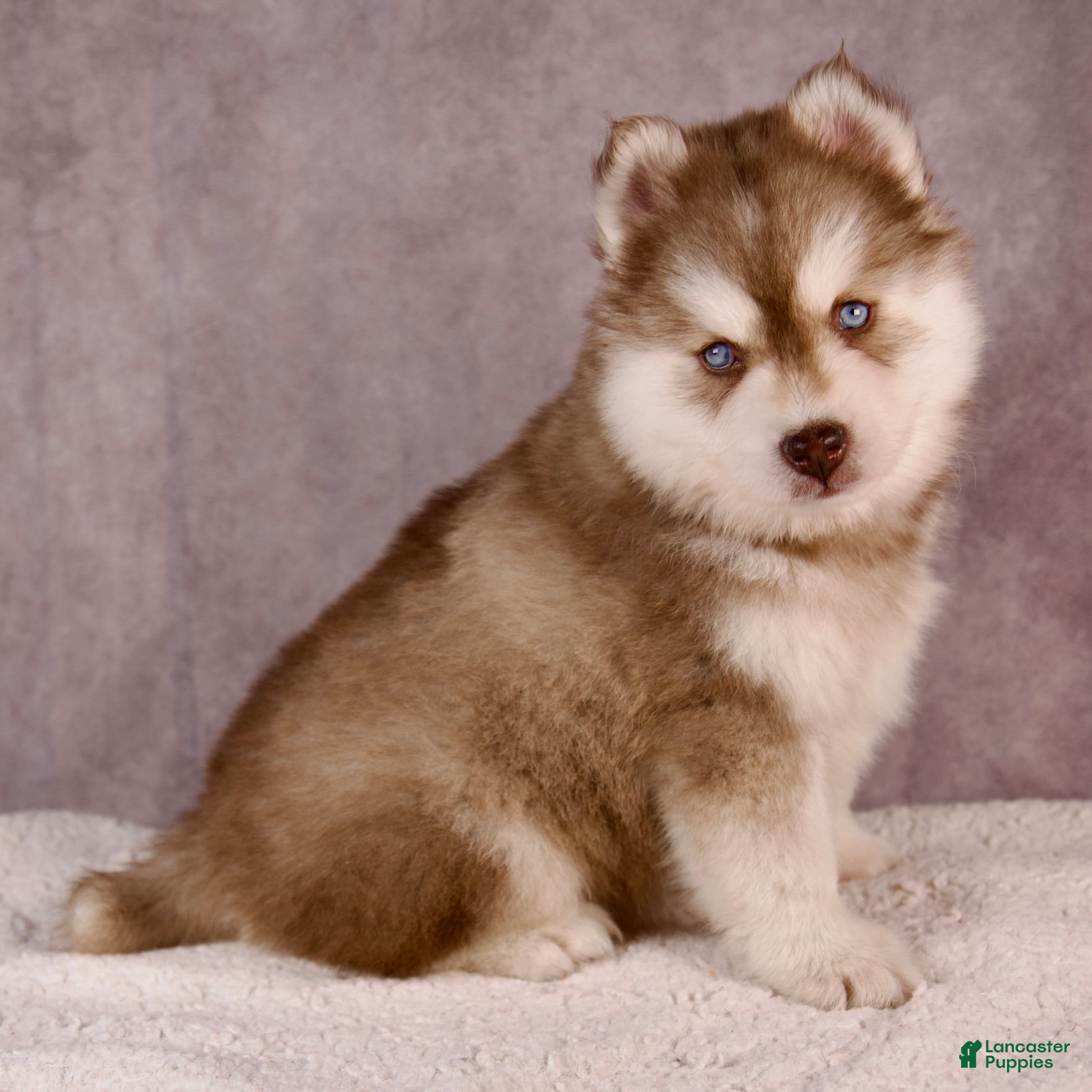 Pomsky Puppies for sale Lancaster Puppies