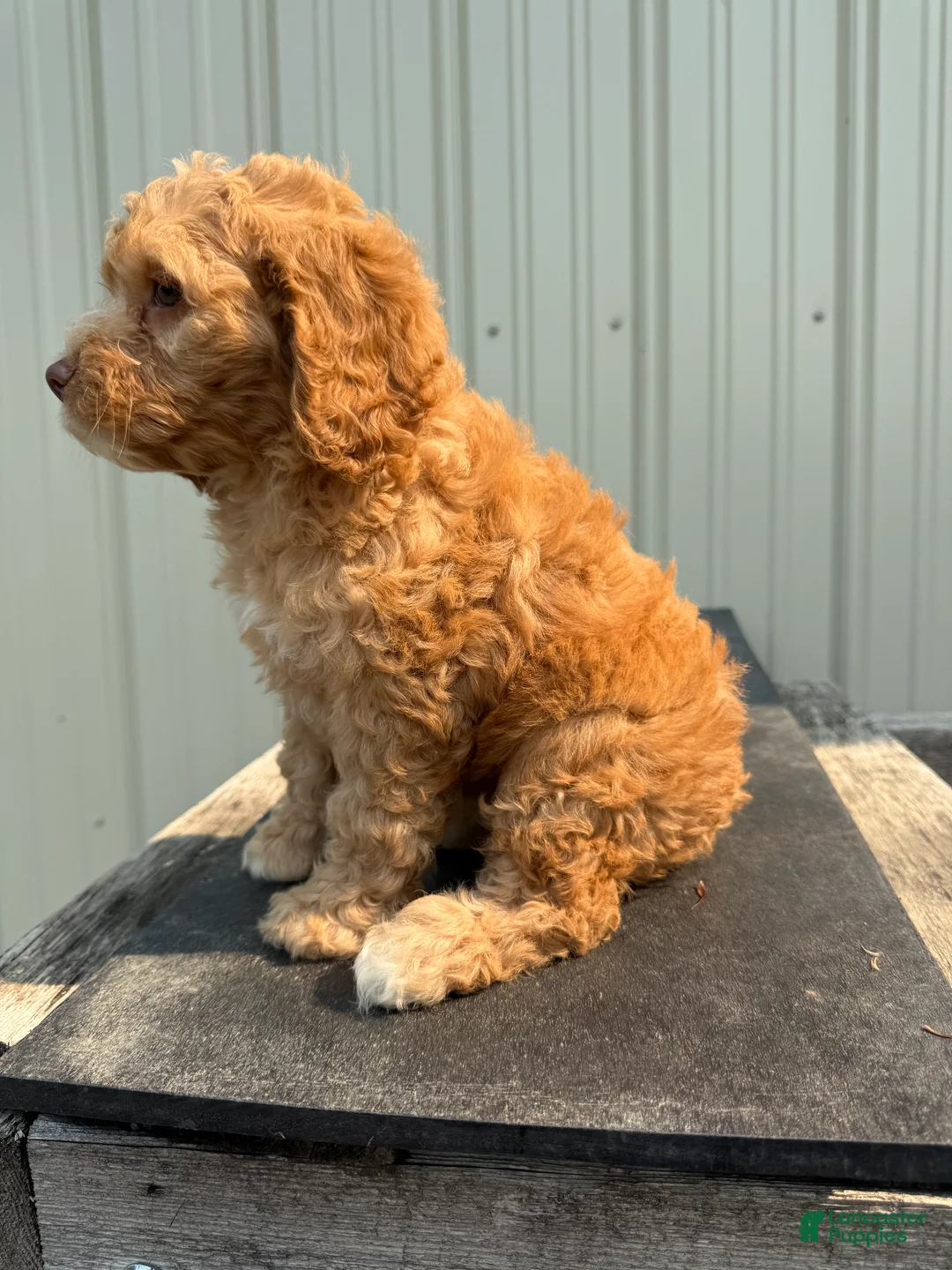 Cockapoo dogs for sale: Carrie - Ad 2