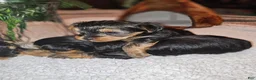 Yorkshire Terrier dogs for sale: Max - Ad 11