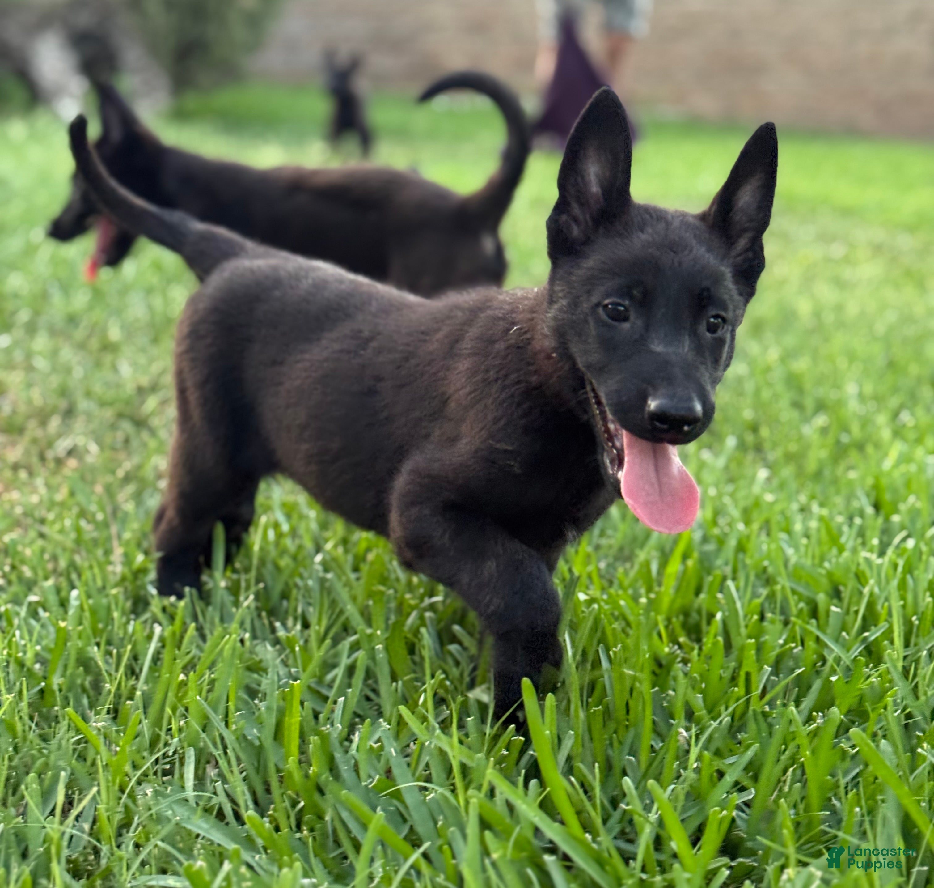 Belgian Malinois dogs Belgian Malinois 4 - Ad 28