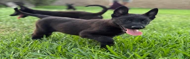 Belgian Malinois 4