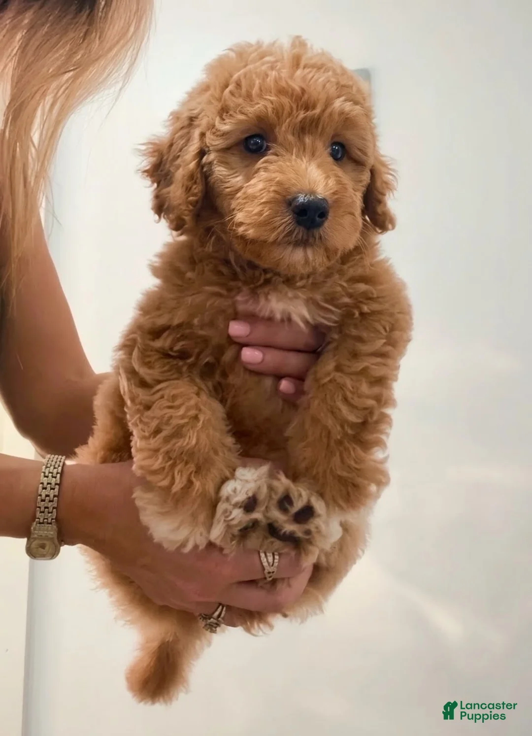 Mini Goldendoodle dogs for sale: Mini Goldendoodle Boy - Ad 1