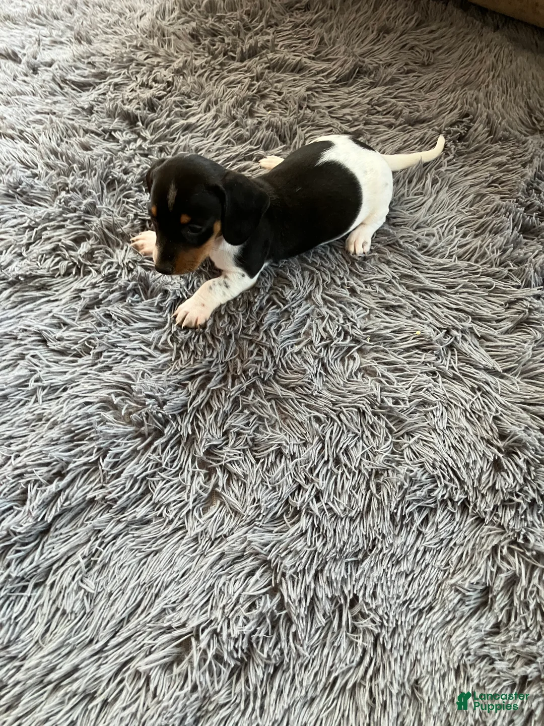 Miniature Dachshund dogs for sale: Akc Mina - Ad 3