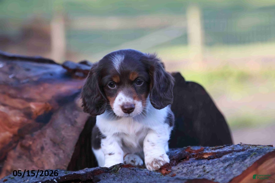 Miniature Dachshund dogs for sale: Mandi - Ad 6