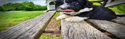 Havapoo dogs for sale: Scout - Ad 6