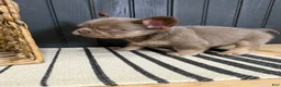 French Bulldog dogs for sale: Bentley - Ad 9