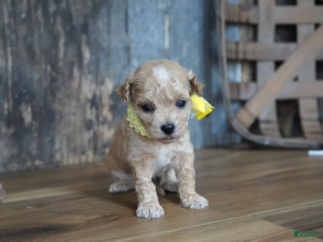 Maltipoo dogs for sale: Dagan - Ad 2