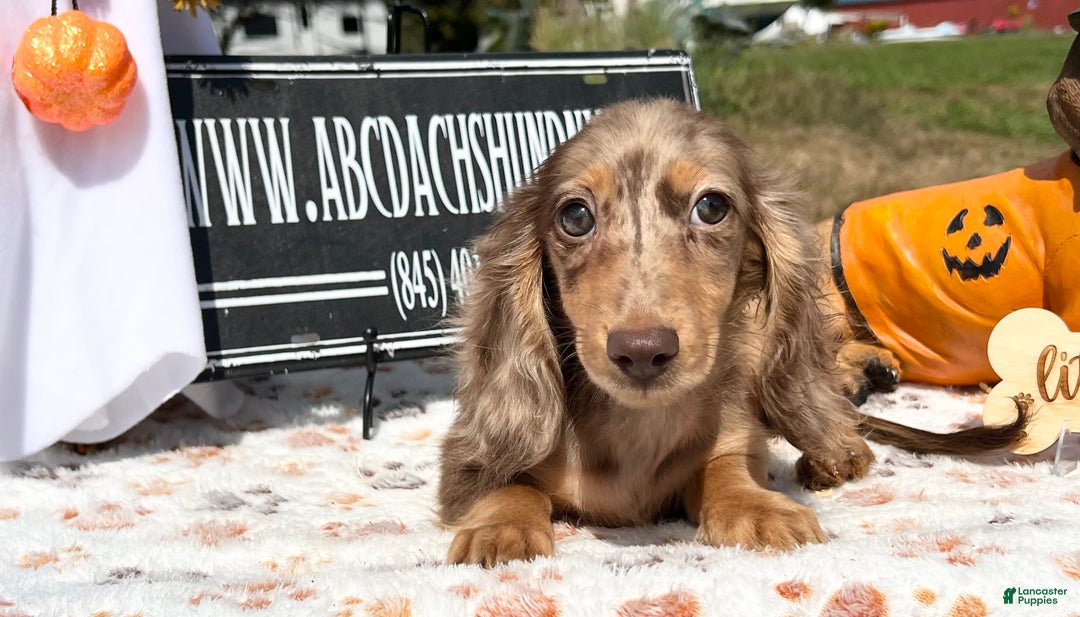 Miniature Dachshund dogs for sale: Miniature Dachshund dapple - Ad 7