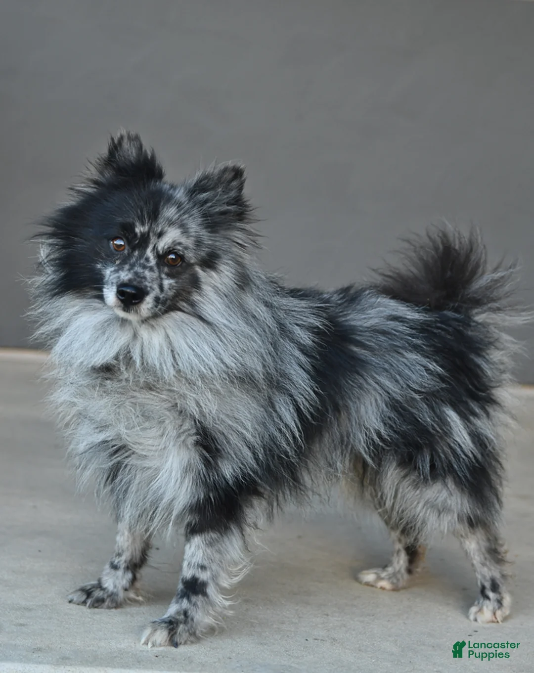 Pomsky dogs for sale: Erika - Ad 7